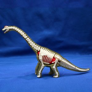 Puzzle 3D Tanystropheus Anatómico (44 Pzs)