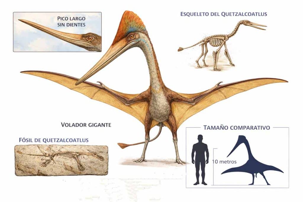 Quetzalcoatlus el reptil volador gigante del Cretácico. Ilustracion educativa